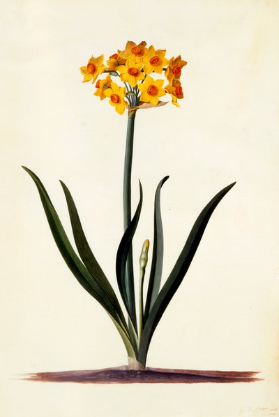 Narzissus, ca. 1745 handkolorierter Stich von "Georg Dionysius Ehret