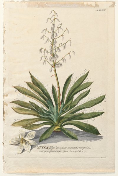 Plantae Selectae: Nr. 37 - Yucca von Georg Dionysius Ehret