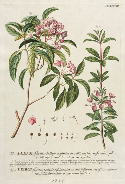 Plantae Selectae: Nr. 38 von Georg Dionysius Ehret