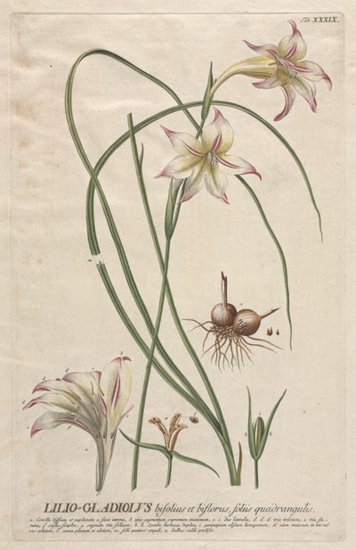 Plantae Selectae: Nr. 39 - Lilio-Gladiolus von Georg Dionysius Ehret