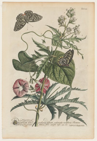 Plantae et papiliones rariores: Nr. 7 von Georg Dionysius Ehret