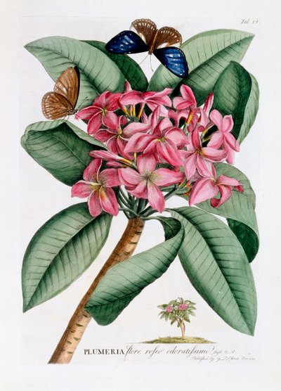 Plumeria, ca. 1749 handkolorierte Gravur von "Georg Dionysius Ehret