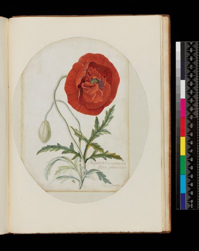 Mohn (Papaver erraticum), 1772 von Georg Dionysius Ehret