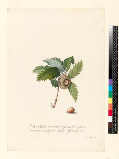 Quercus Orientalis, 1742 von Georg Dionysius Ehret