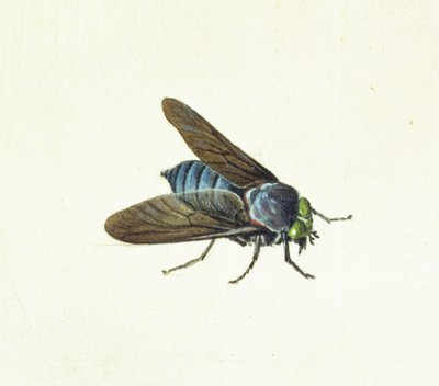Die Pferdebremse, 18. Jahrhundert von Georg Dionysius Ehret