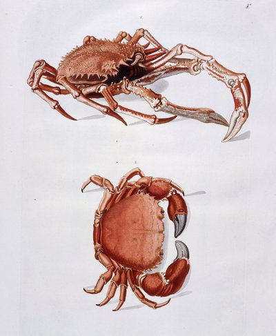 Illustration von Hummer und Krabbe von Georg Wolfgang Knorr