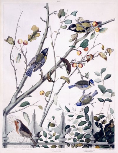 Rotkehlchen, Kohlmeise (männlich und weiblich) und Blaumeise (männlich und weiblich), um 1841 von George (after) Shield