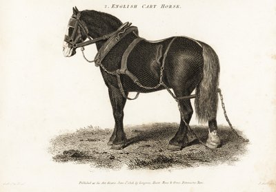 Englisches Kaltblut oder Shire-Zugpferd von George (after) Stubbs