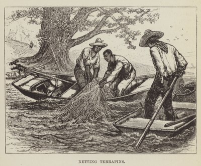 Terrapins fangen von George Augustus Sala
