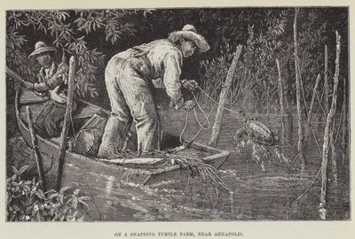 Auf einer Schnappschildkrötenfarm bei Annapolis von George Augustus Sala