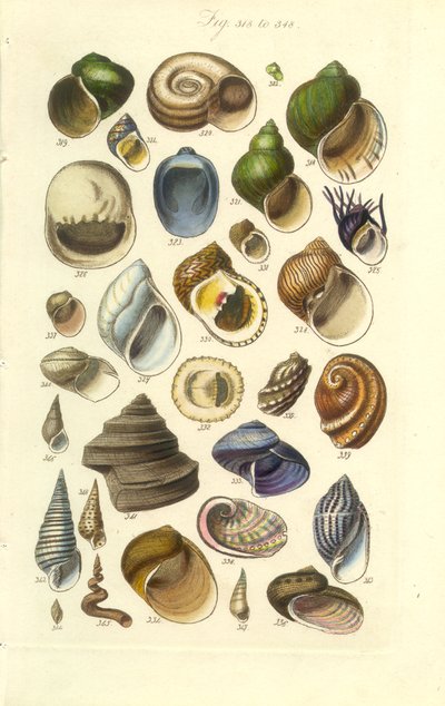 Conchological Manual Tafel 15. Bunte Muscheln, einschließlich Abalone-Muscheln von George B. Sowerby