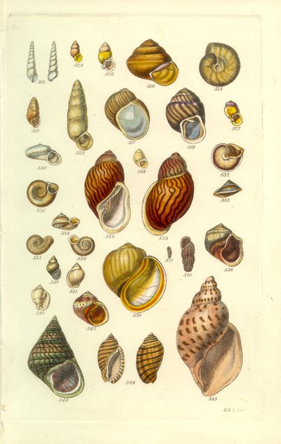 Conchological Manual Tafel 25. Bunte Landschnecken von George B. Sowerby