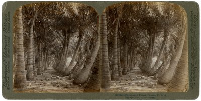 Allee von Kokospalmen, Florida, USA, 1891 von George Barker