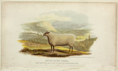 South Down Schafe von George Baxter