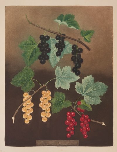 Johannisbeere: Schwarze Johannisbeere und große niederländische rote und weiße Johannisbeeren (Tafel 5) aus 
