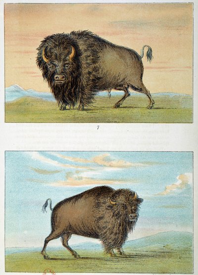 Bison, männlich und weiblich, Vereinigte Staaten. Illustration von George Catlin (1794-1872) von George Catlin
