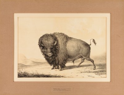 Büffelstier--Nr. 2 von George Catlin