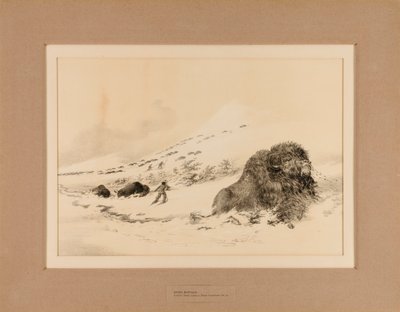 Sterbender Büffel von George Catlin