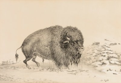 Schwer verwundeter Büffel--Nr. 16 von George Catlin