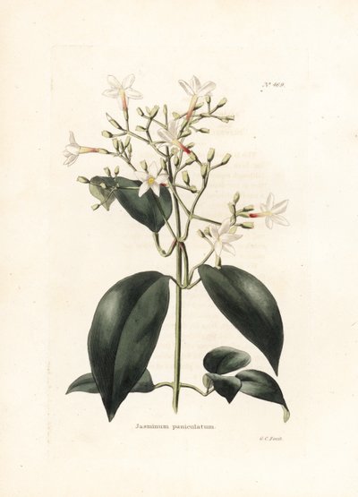 Jasmin (Jasminum paniculatum) - Lithographie von George Cooke, für das britische Magazin Conrad Loddiges Botanical Cabinet (1738-1826) von George Cooke
