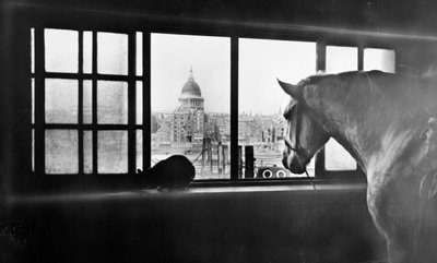 Pferd mit Blick auf die St. Paul