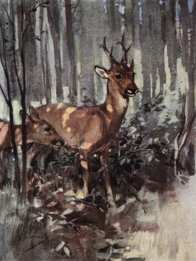 Das Reh bleibt im Wald (Farblithografie) von George Denholm Armour