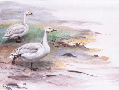 Zwergschwan von George Edward Lodge