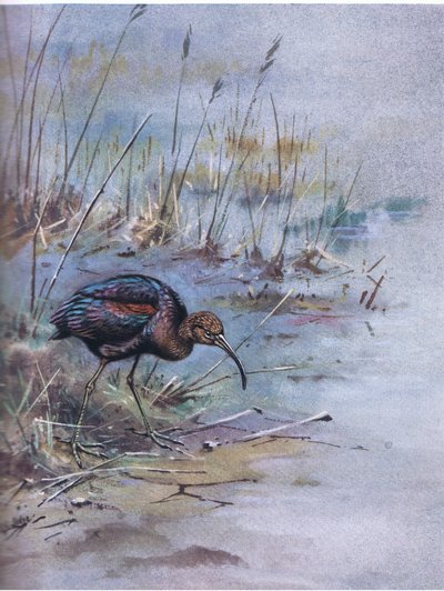 Brauner Sichler (Lithografie) von George Edward Lodge