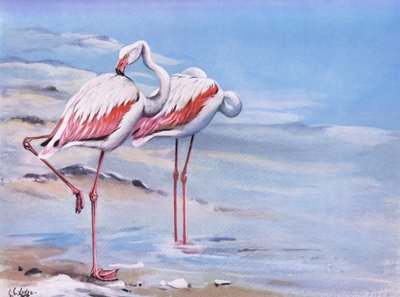 Flamingo von George Edward Lodge