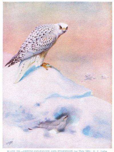 Grönlandfalke und Schneehuhn, Illustration aus 