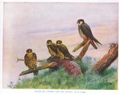 Baumfalke und Jungvogel, Illustration aus 