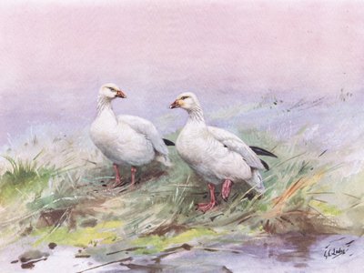 Kleine Schneegans von George Edward Lodge