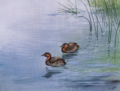 Zwergtaucher (Lithografie) von George Edward Lodge