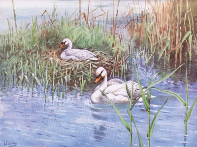 Höckerschwan von George Edward Lodge