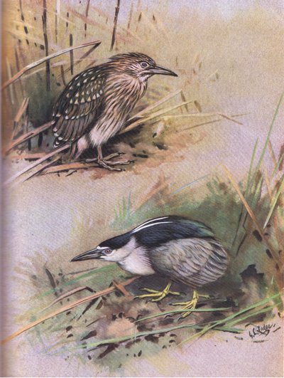 Nachtreiher von George Edward Lodge