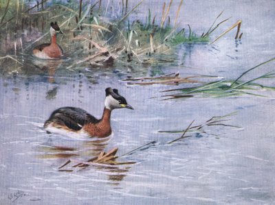 Rothalstaucher (Lithografie) von George Edward Lodge