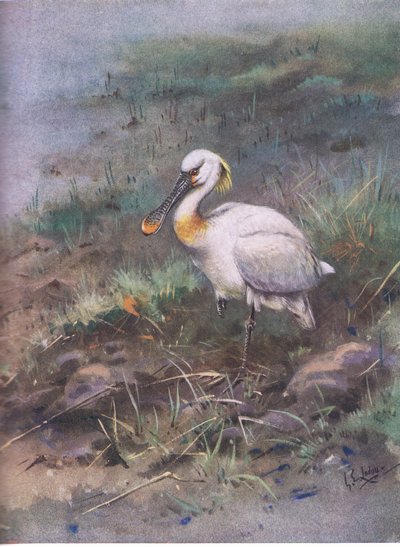 Löffler von George Edward Lodge