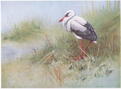 Weißstorch (Lithografie) von George Edward Lodge