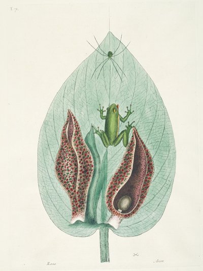Große und kleine Kolibris aus Suriname von George Edwards