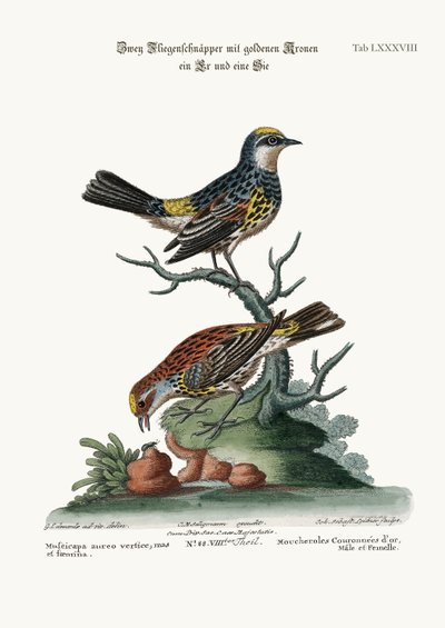 Die Goldkronen-Fliegenschnäpper, Hahn und Henne von George Edwards