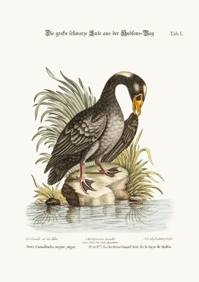 Die große schwarze Ente aus der Hudson Bay, 1749-73 von George Edwards