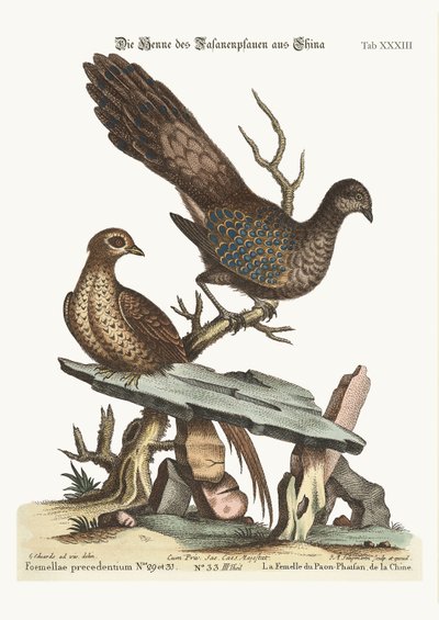 Der Hühnerpfau aus China, 1749-73 von George Edwards
