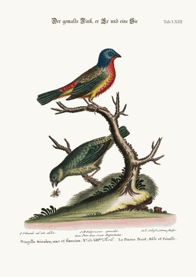 Der gemalte Fink, Hahn und Henne, 1749-73 von George Edwards