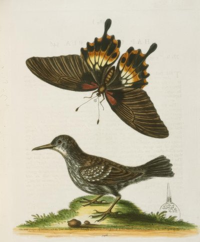 Der Mauerläufer von Surinam von George Edwards
