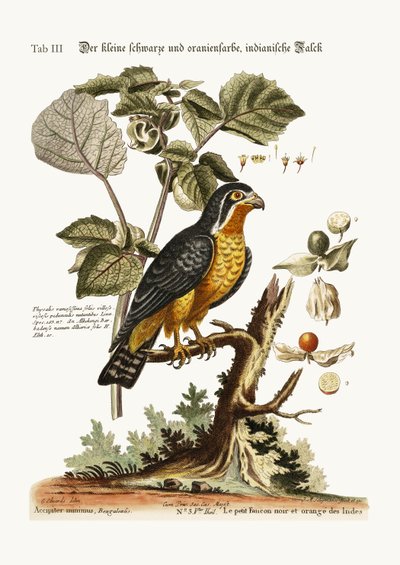 Der kleine schwarze und orangefarbene indische Falke, 1749-73 von George Edwards
