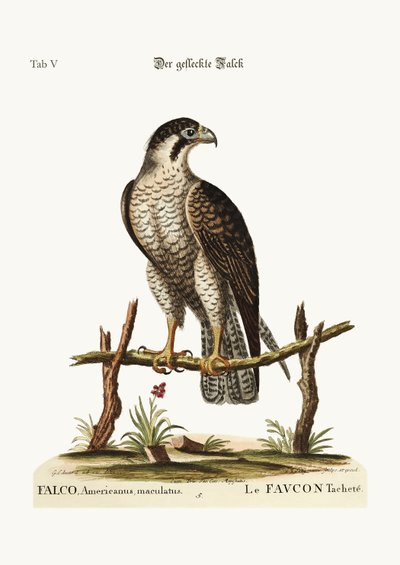 Der gefleckte Falke, 1749-73 von George Edwards