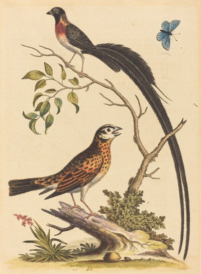 Zwei Vögel, einer mit sehr langen Schwanzfedern, und blauer Schmetterling von George Edwards