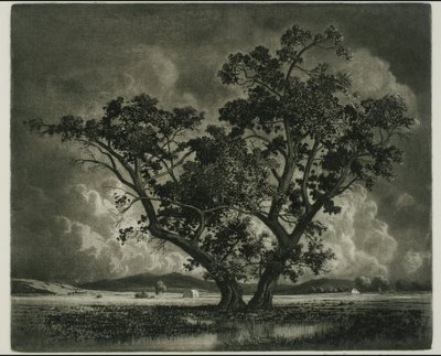 Alte Baumwollhölzer, Colorado von George Elbert Burr