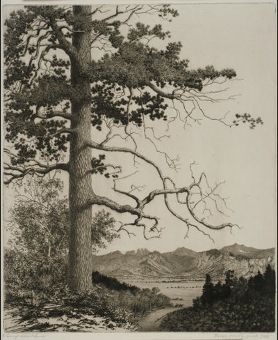 Alte Kiefer, Estes Park von George Elbert Burr