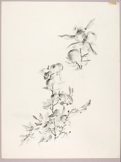 Ohne Titel (Zweige eines Apfelbaums) von George Elbert Burr